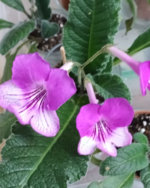  - STREPTOCARPUS