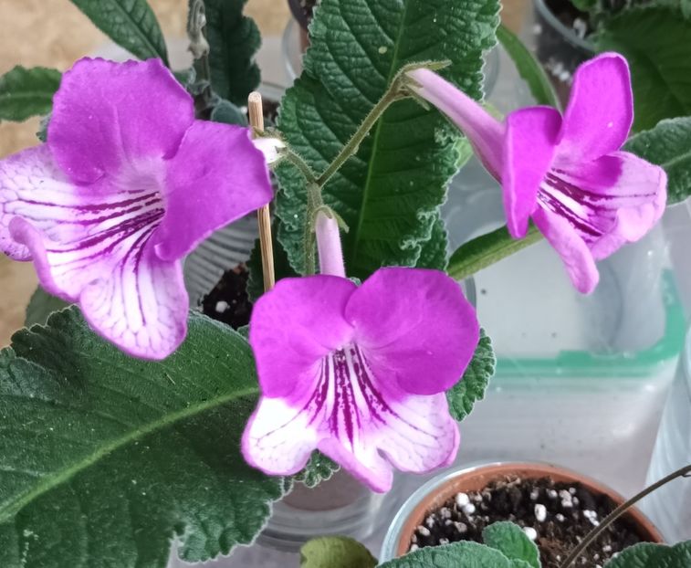  - STREPTOCARPUS