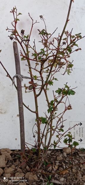  - 0-TRANDAFIRI DISPONIBILI 2023