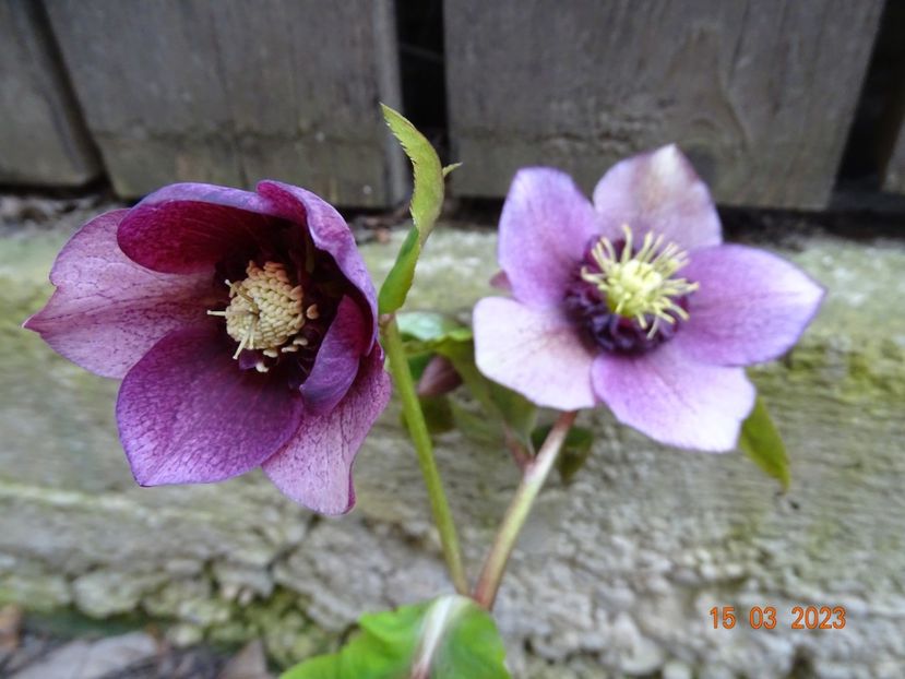 seedling anemona - Helleborus 2023