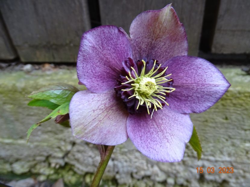 seedling anemona - Helleborus 2023