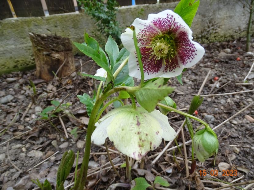 White Spotted - Helleborus 2023