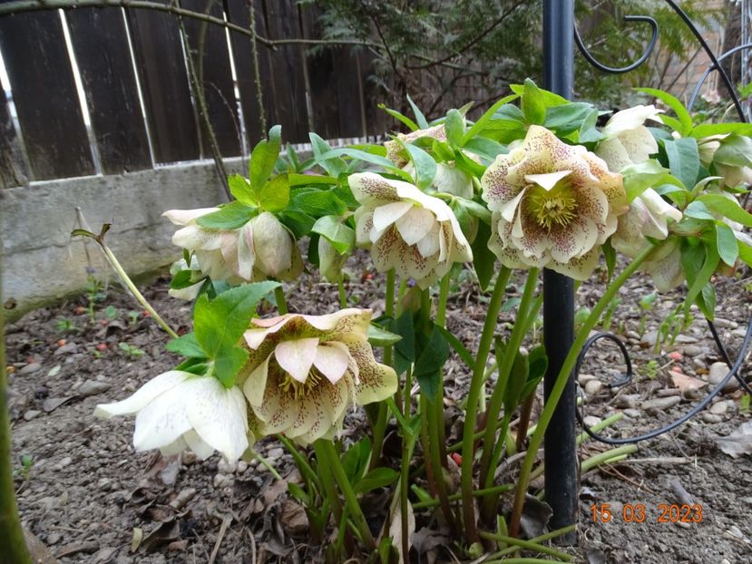 Double White Spotted - Helleborus 2023