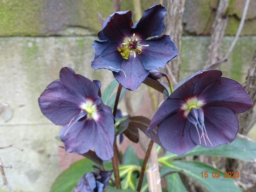 Black Diamond - Helleborus 2023