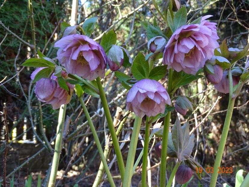 Double Ellen Pink - Helleborus 2023