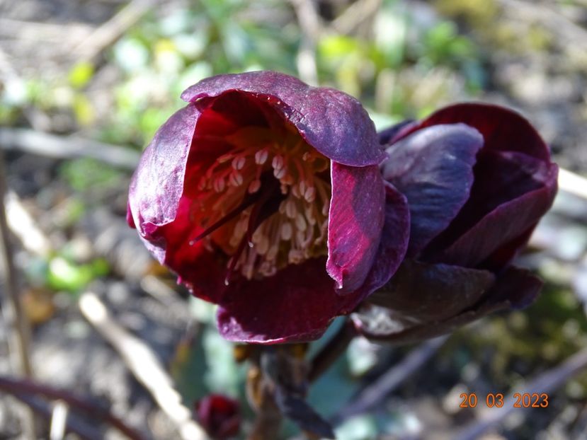 Barolo - Helleborus 2023