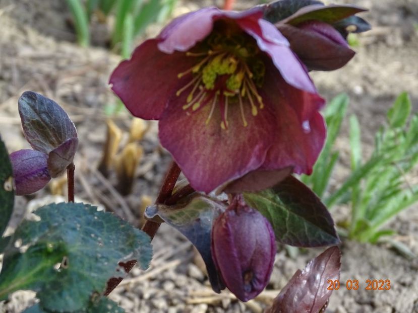 Penny’s Pink - Helleborus 2023