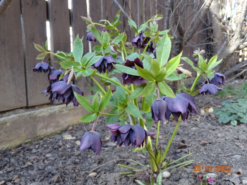 Double Ellen Purple - Helleborus 2023