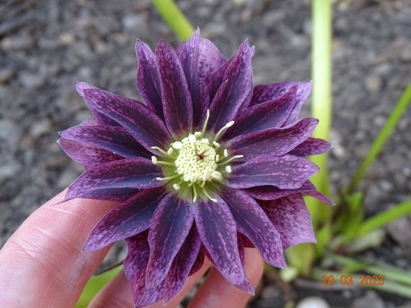 seedling - Helleborus 2023