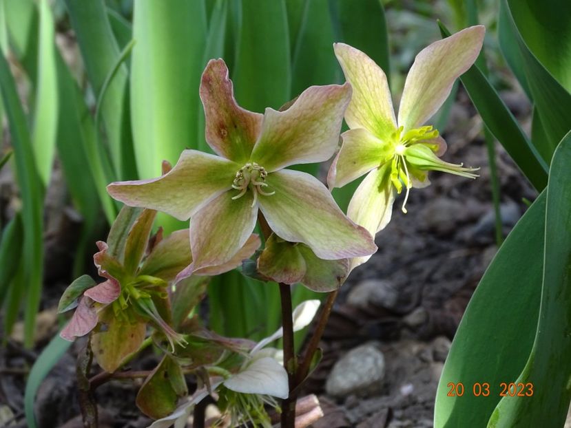 Winter Star - Helleborus 2023