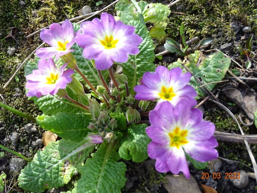 seedling - Primule 2023