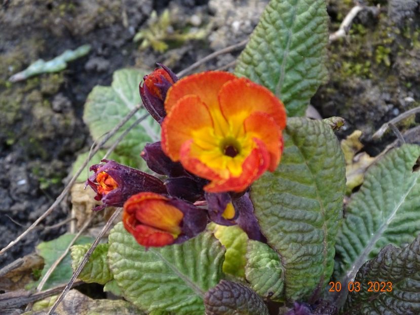 primula elatior Gold Nugget - Primule 2023