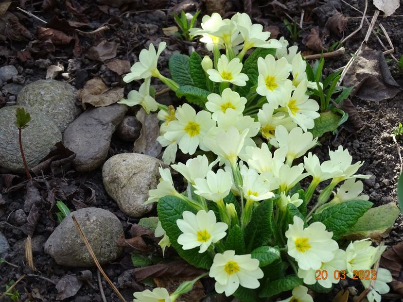 primula vulgaris - Primule 2023