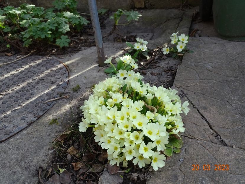 primula vulgaris - Primule 2023
