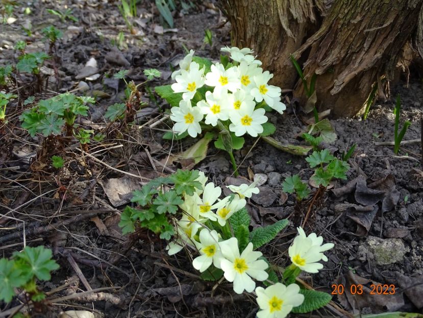 primula vulgaris - Primule 2023