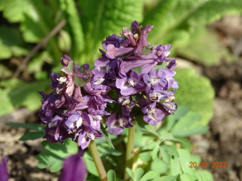 corydalis cava - Primavara 2023