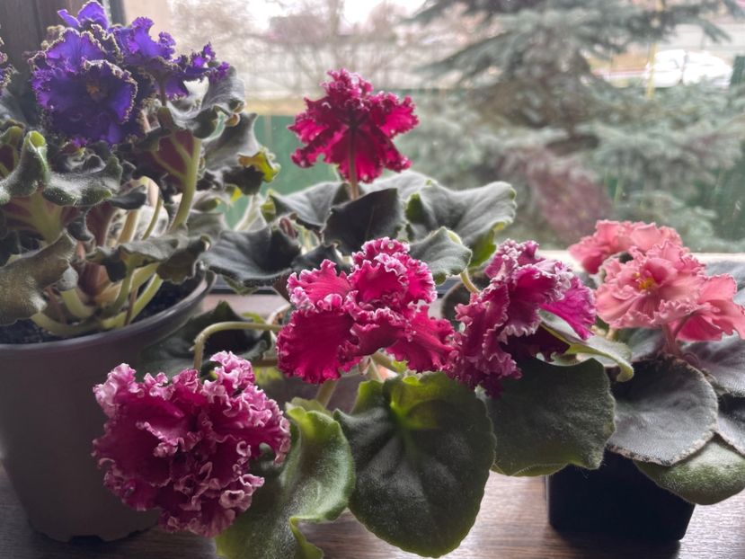 DFEDC283-76B1-4E3F-9C80-C091FF841052 - 001 Violete 2023-2024