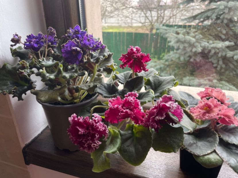 D61CD7D5-28B9-4F18-8B45-EDD28791E5E0 - 001 Violete 2023-2024