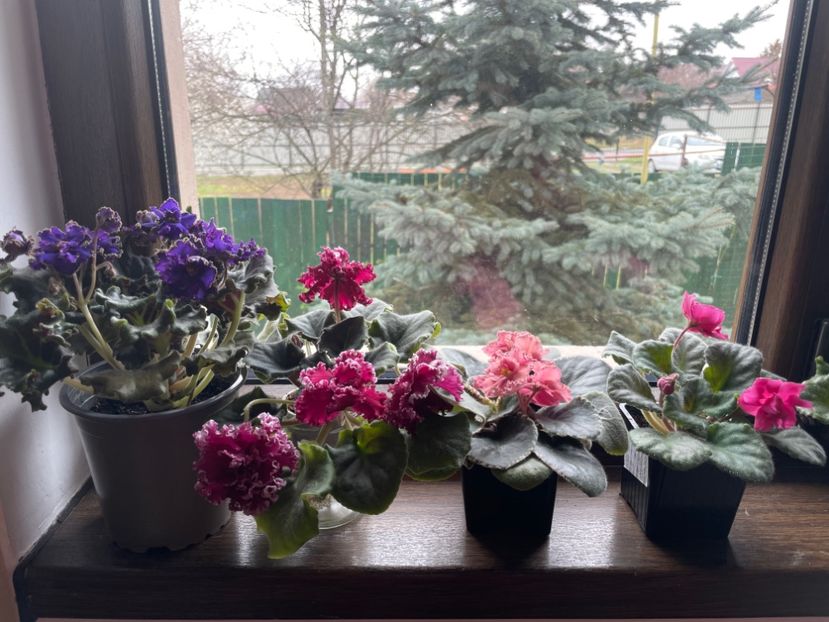 60D8DCAA-FF70-444D-B67D-FFD473F84CE3 - 001 Violete 2023-2024