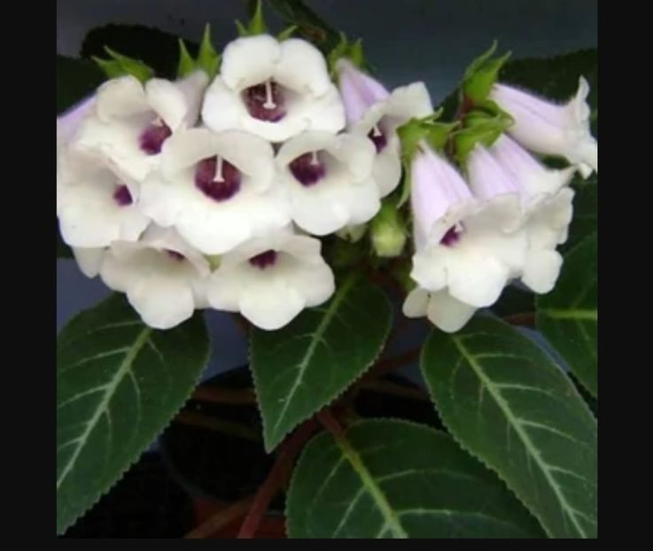 Poza net - Siningia Pedra Lisa