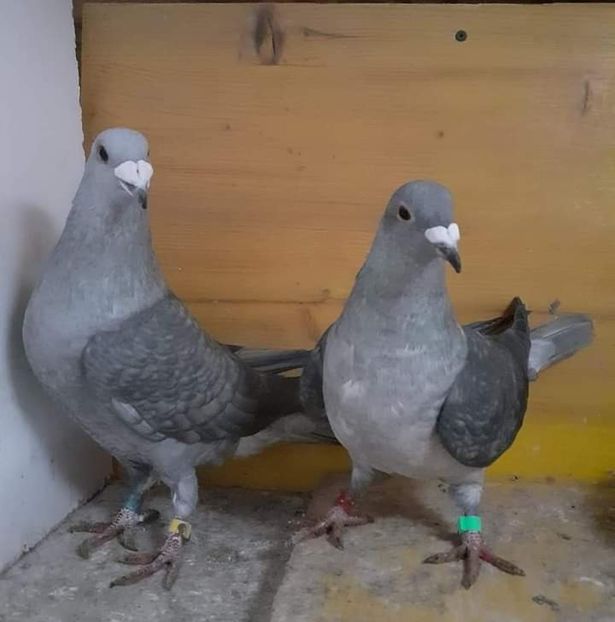  - Nu îmi aparțin 6