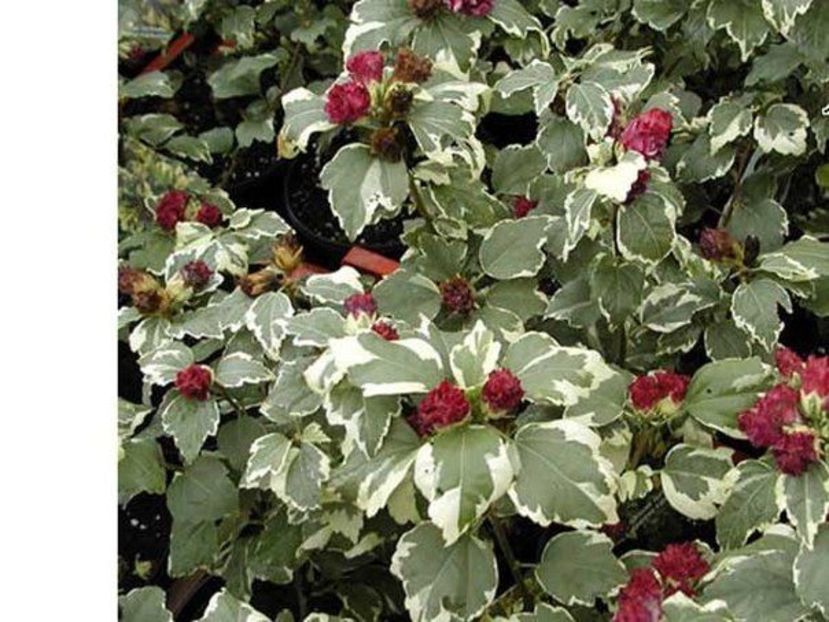 hibisus variegatus - A Arbusti pomi decorativi și fructiferi urcatoare de vanzare
