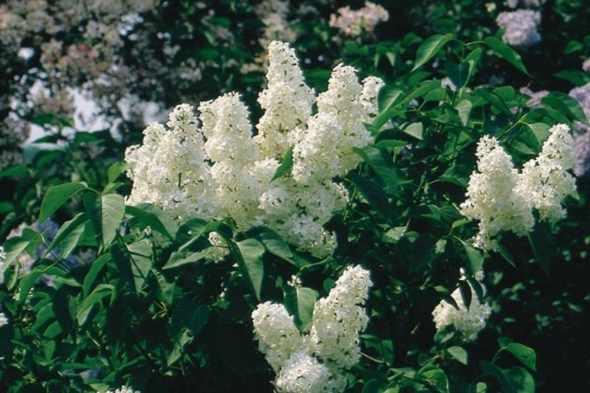 Liliac nr 5 altoit - A Arbusti pomi decorativi și fructiferi urcatoare de vanzare