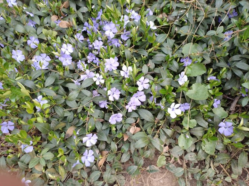  - Flori de gradina-2023