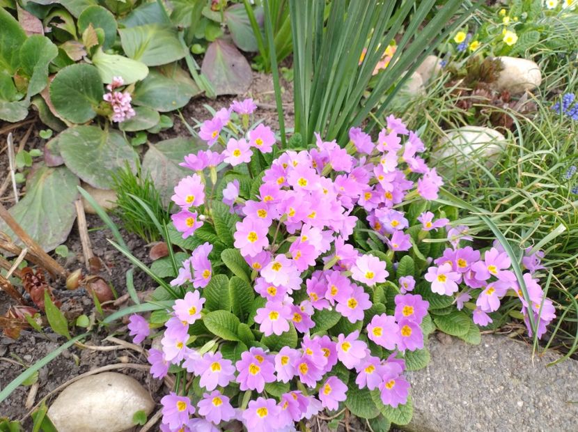  - Flori de gradina-2023