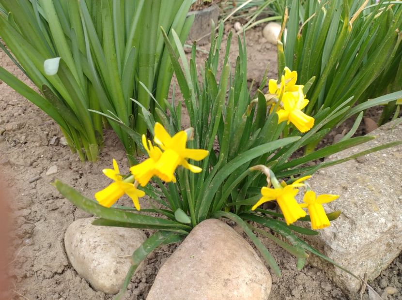  - Flori de gradina-2023