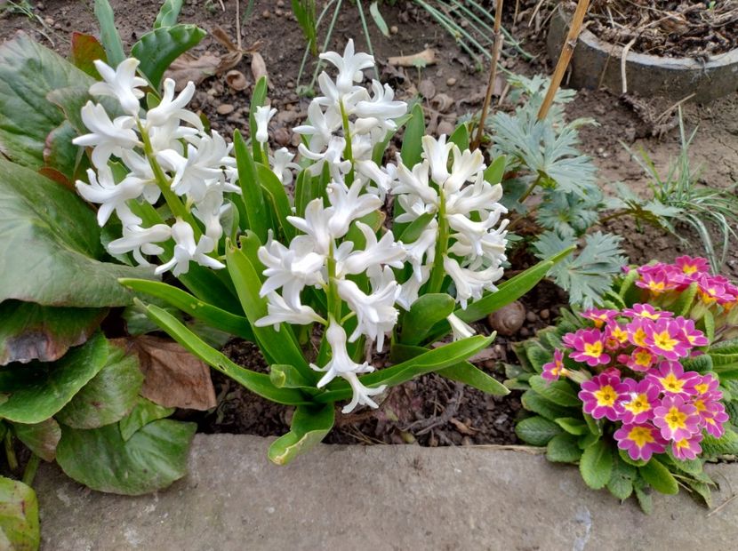  - Flori de gradina-2023