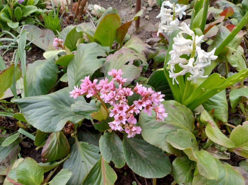  - Flori de gradina-2023