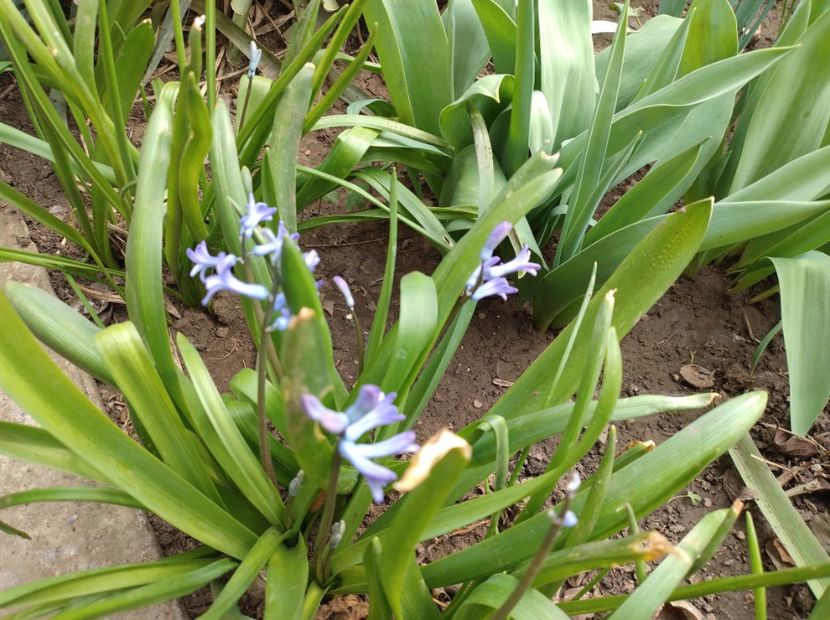  - Flori de gradina-2023