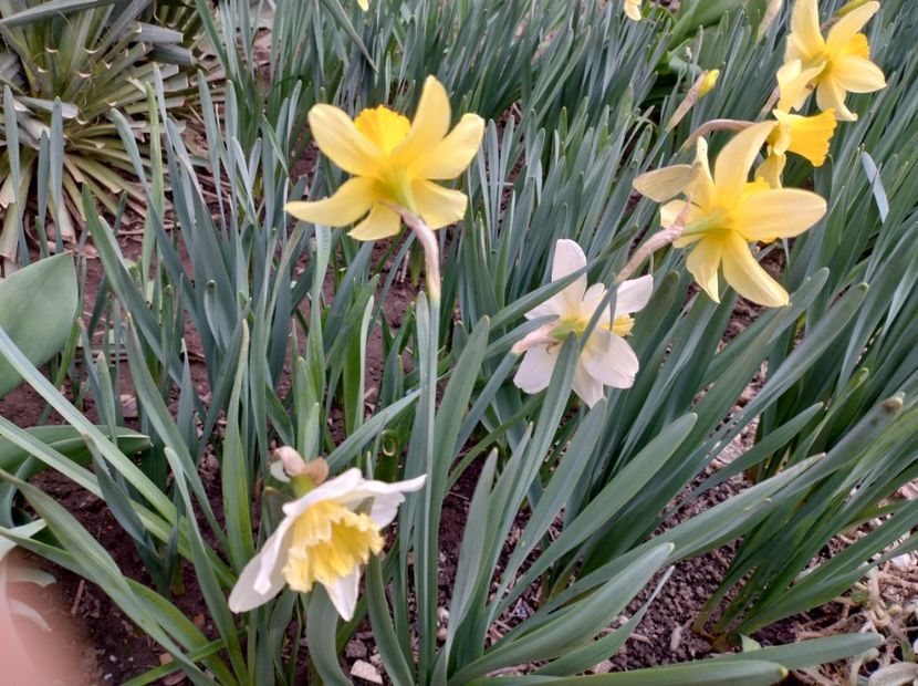  - Flori de gradina-2023