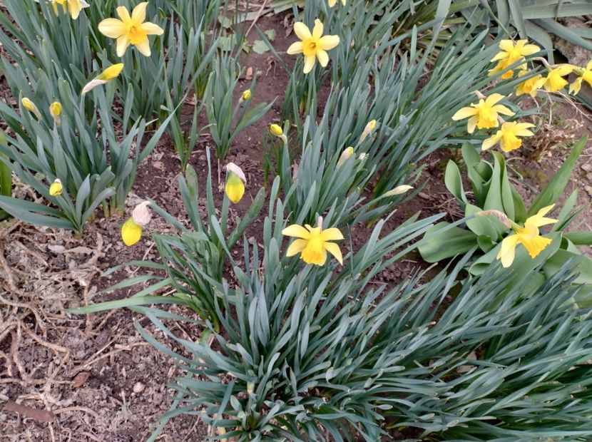  - Flori de gradina-2023