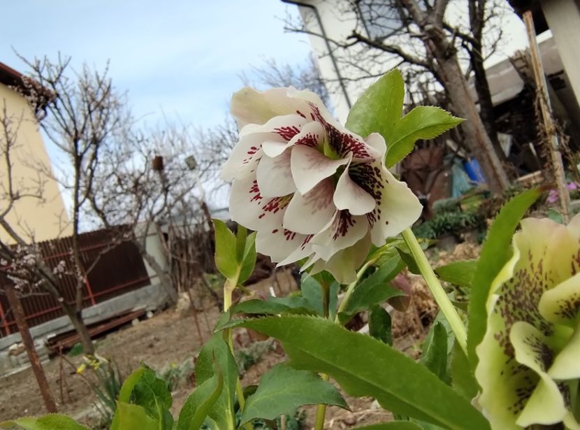  - Flori de gradina-2023