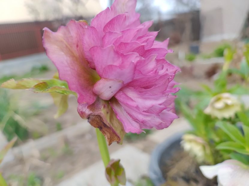  - Flori de gradina-2023