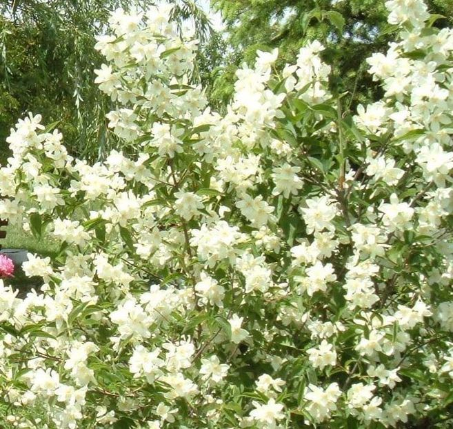 Iasomie foarte parfumata - A Arbusti pomi decorativi și fructiferi urcatoare de vanzare