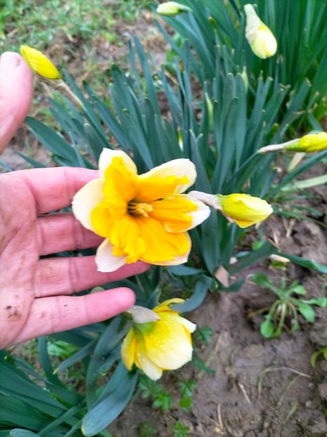 IMG20230322150930 - Gradina 2023