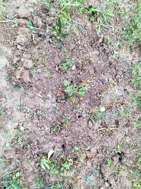 IMG20230322150616 - Gradina 2023