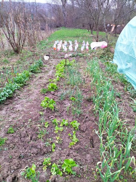 IMG20230322150545 - Gradina 2023