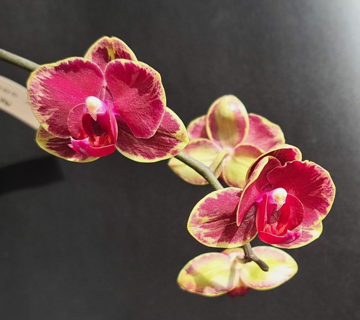 - Phalaenopsis 2