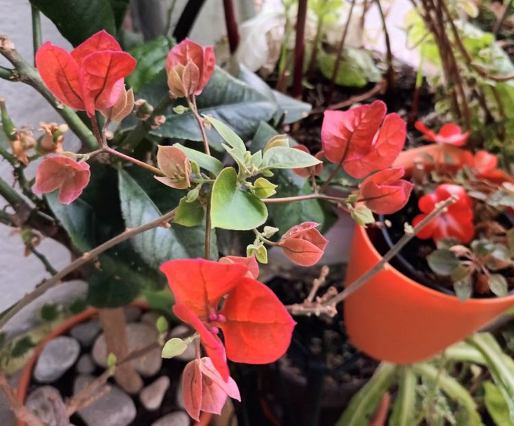 Primita exact asa, mare si frumoasa! - Bougainvillea