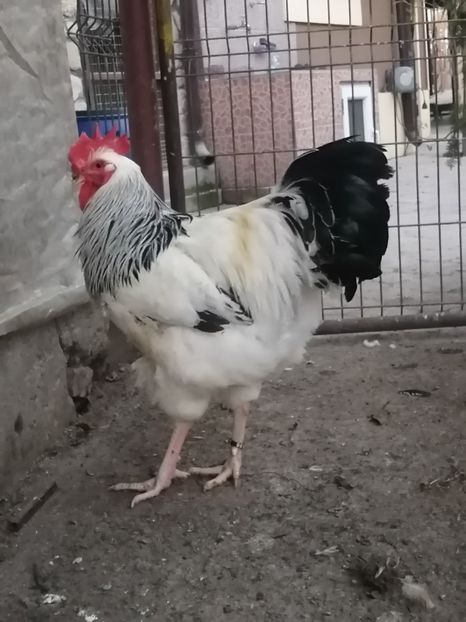 cocos Sussex - 2023 Sussex