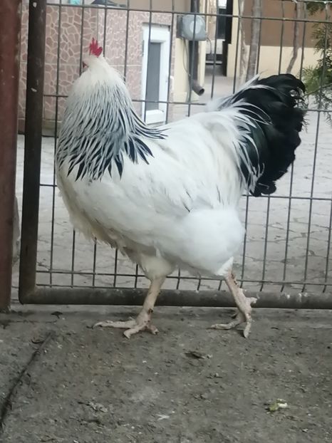 cocos Sussex - 2023 Sussex