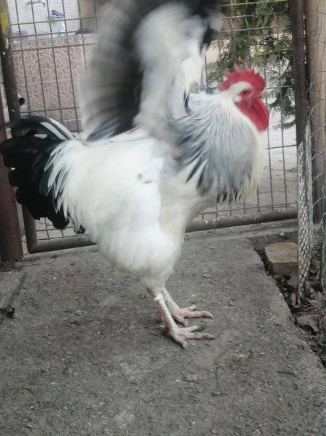 cocos Sussex - 2023 Sussex