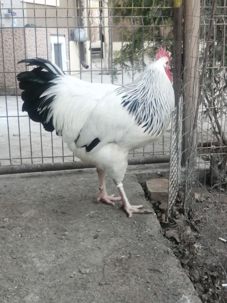 cocos Sussex - 2023 Sussex