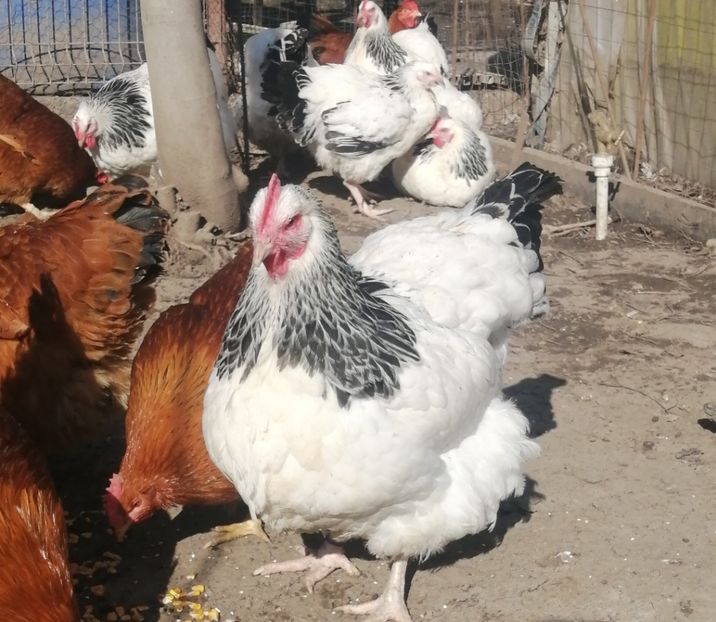 gaina Sussex - 2023 Sussex