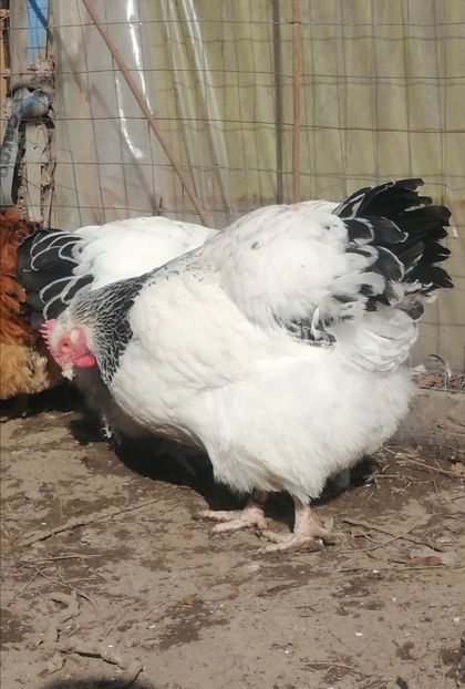 gaina Sussex - 2023 Sussex