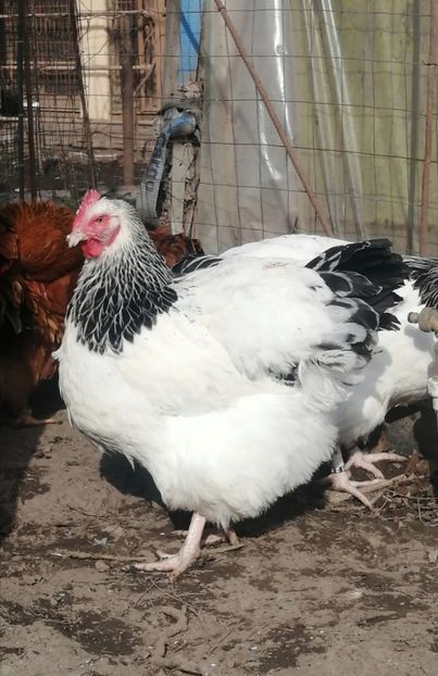 gaina Sussex - 2023 Sussex